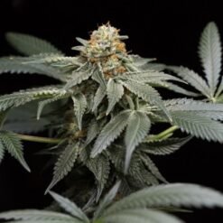 xhso san bacio gelato 6945 hjnh660x990.jpg.pagespeed.ic .oaIKR0S3pF