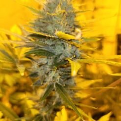 7917a85a d566 45b0 a8bb c1737a4df878