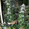 Green cannabis plants with frosty buds