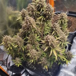 WhatsApp Image 2021 10 28 at 14.42.44 1