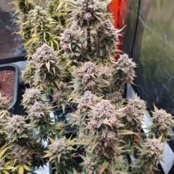 WhatsApp Image 2021 10 28 at 14.42.44