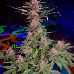 b30ec988 5681 4502 957f 321c7397affe