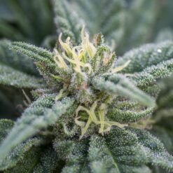 DG Diesoline IMG 3005