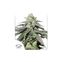 Dutch Passion - Skywalker Haze [Fem Autoflower]