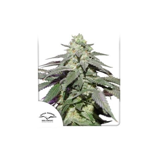 Dutch Passion - Skywalker Haze [Fem Autoflower]