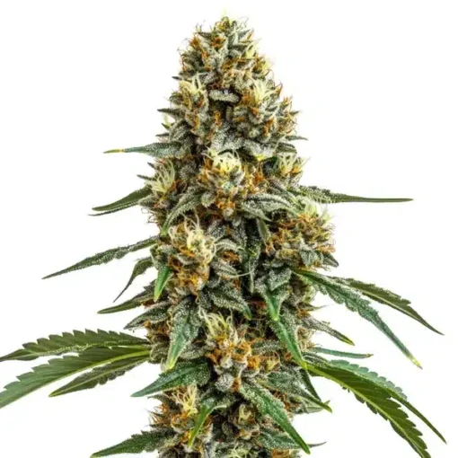 Biltong and Budz Genetics - Durban Poison [Feminized]
