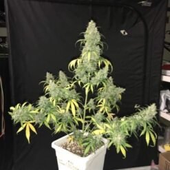 cbd 11 silver lime haze autoflower 1