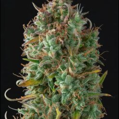 gelato 41 autoflower1