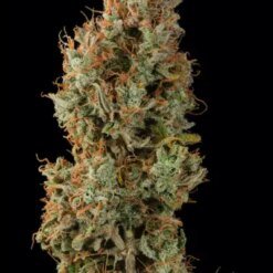 gelato 41 autoflower2