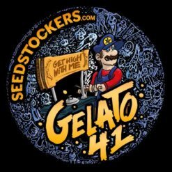 gelato 41 autoflowert