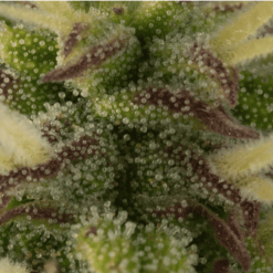 girl scout cookies autoflower 2