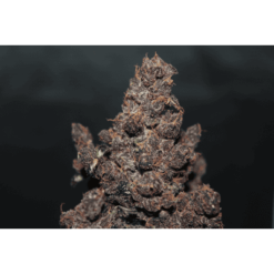 purple punch autoflower 1