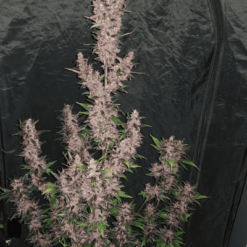 purple punch autoflower 2