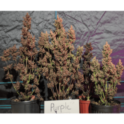 purple punch autoflower 3