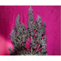 purple punch autoflower 4