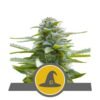 royal queen seeds exotic witch regular