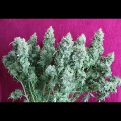 sticky fingers autoflower1