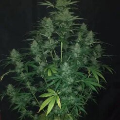 sticky fingers autoflower2
