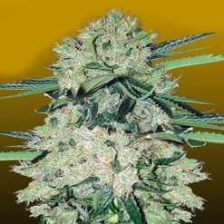 Auto Black Diesel 1 SSP