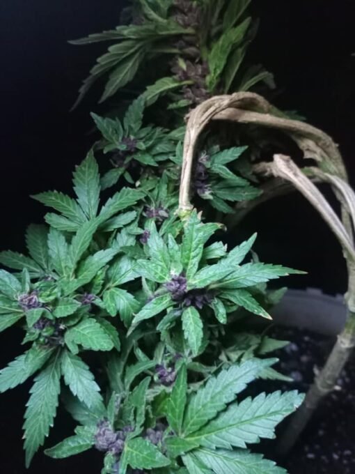Madcap Genetics - Oom Bielie [Feminized]