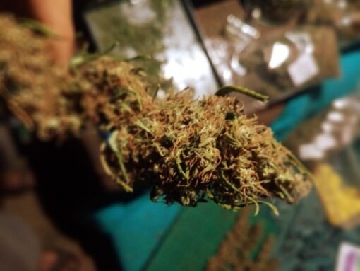 Madcap Genetics - Sour Widow [Regular]