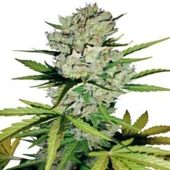 Super Skunk Auto 1 SSP
