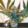 critical daddy