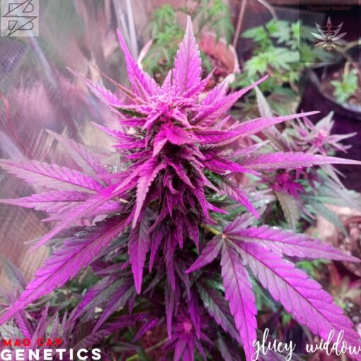 Madcap Genetics - Gluey Widow [Regular] - 3 Seeds