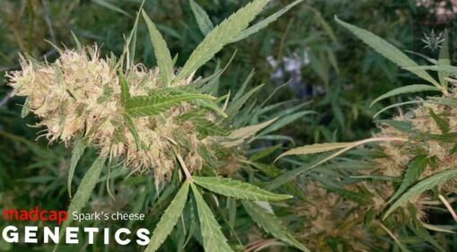 Madcap Genetics - Spark's Cheese [Feminized]