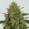Cinderella 99 G13 Labs Seeds 600x600