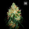Bulk Seed Bank - Original Orange Bud [Feminized]