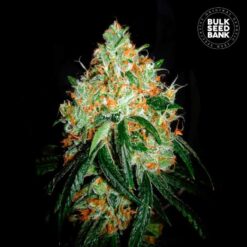 Bulk Seed Bank - Original Orange Bud [Feminized]