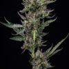 Humboldt Seed Co - Notorious THC [Feminized]