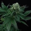 Perfect Tree - Pink Gasoline [Feminized] - 6 Seeds