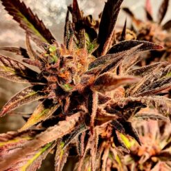 Holy Smoke Seeds - Jelly Beans [Regular]