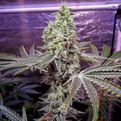 Holy Smoke Seeds - Strawberry Sunset [Feminized]