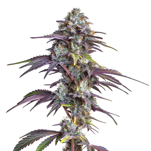 Biltong and Budz Genetics - Blackberry Moonrocks [Feminized]