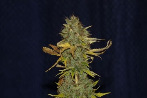Seedsman - White Widow FAST [Feminized]