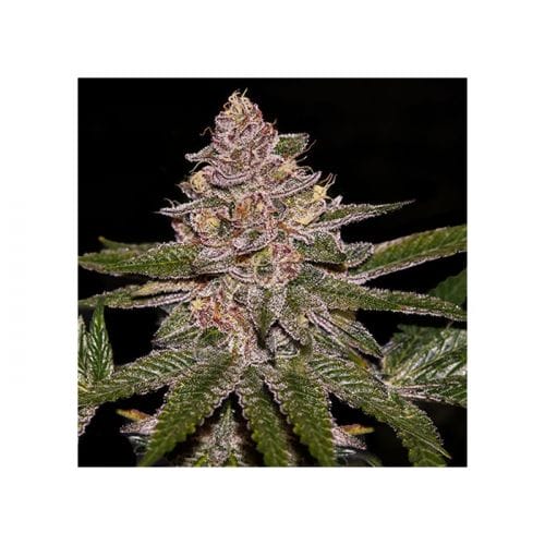 Ripper Seeds - Radical Juice [Feminized] - Biltong & Budz