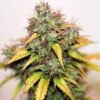 seedsman auto kush 1 n4sgzummlg6l7nob