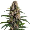 Biltong and Budz Genetics - Godfather O.G. [Feminized]