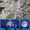 bog seeds blue kush 9fcbc920 f3ab 4abf ab36 7ac7a7c43e1b