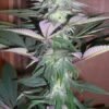 bog seeds sour blutooth