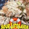 bog seeds sour lifesaver 7a204eba d5b1 4f4c 8c78 e4d15417a59f