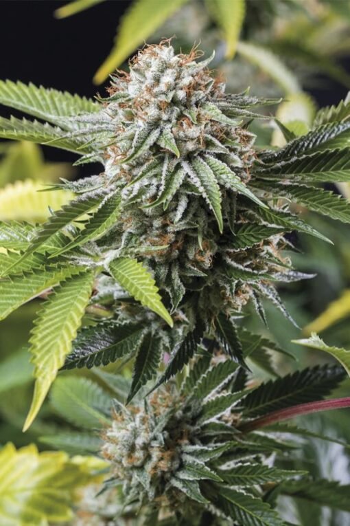 Mango Sapphire - [Clone]