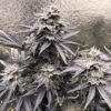 3452364 ethos genetics cherry gar see ya r1 grow journal by wilke85ethos geneticscherry gar see ya r1 scaled
