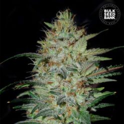 Bulk Seed Bank - Sensible Star [Feminized]