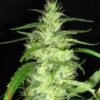 Royal Dutch Genetics Super Silver Cheese thumb