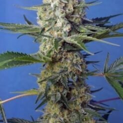 Sweet Seeds - Crystal Candy F1 FAST [Feminized]