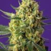 Sweet Seeds - Crystal Candy XL  [Fem Autoflower]
